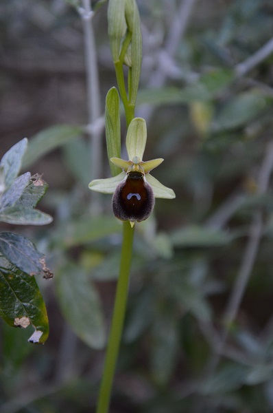 crabronifera verde 1.jpg