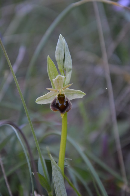 crabronifera verde 2.jpg