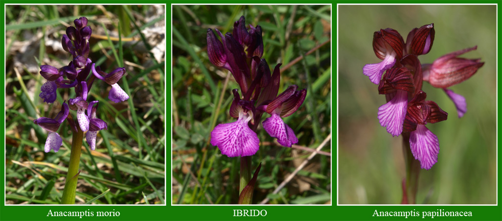A.-morio-x-A.-apilionacea.jpg