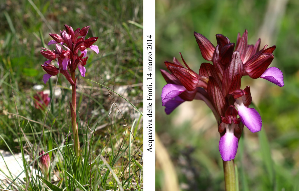 Anacamptis-papilionacea-2.jpg