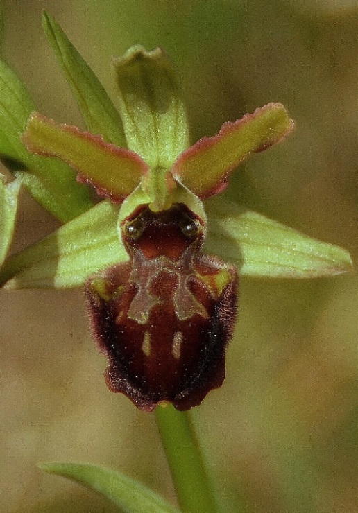 Ophrys sphegodes 003 - Copia - Copia.JPG