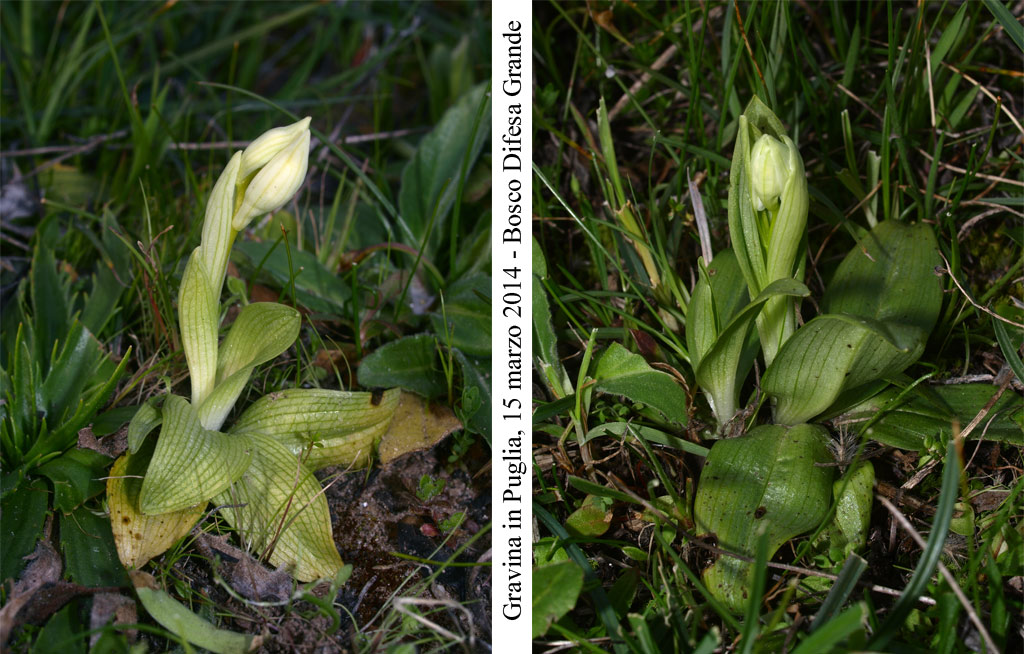 Ophrys-tenthredinifera-1.jpg