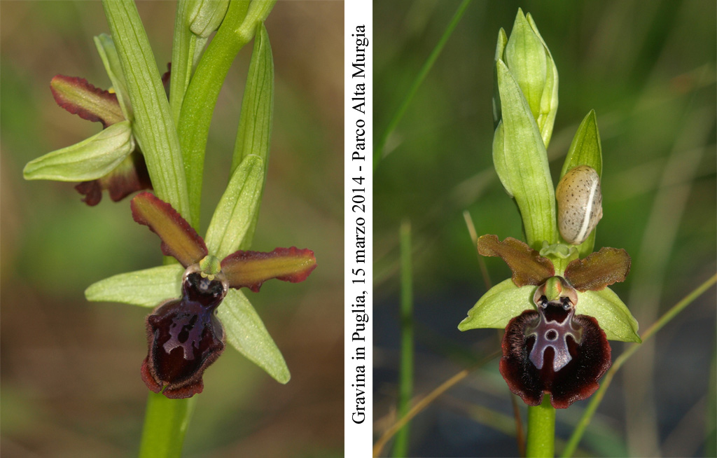 Ophrys-passionis-5.jpg