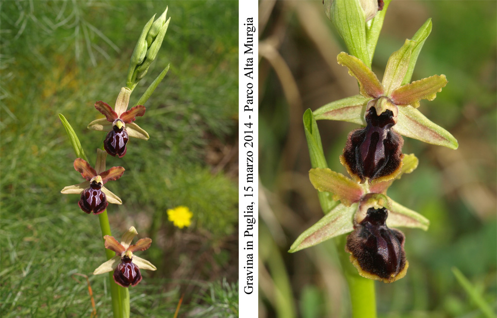Ophrys-passionis-4.jpg