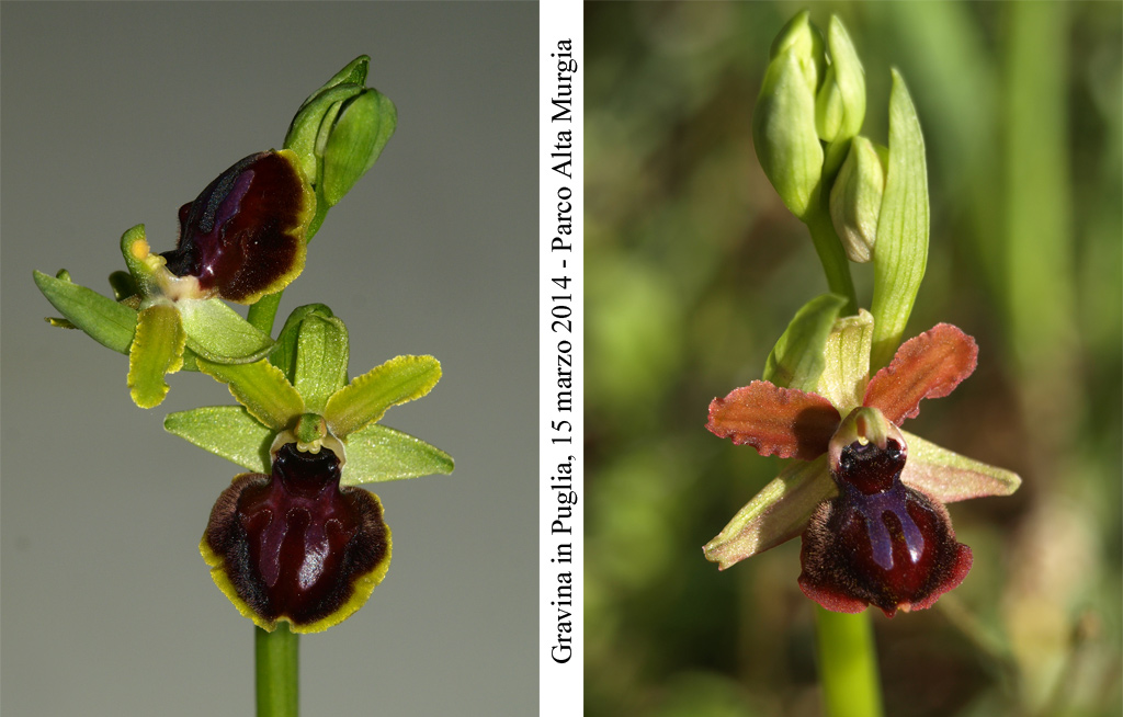 Ophrys-passionis-3.jpg