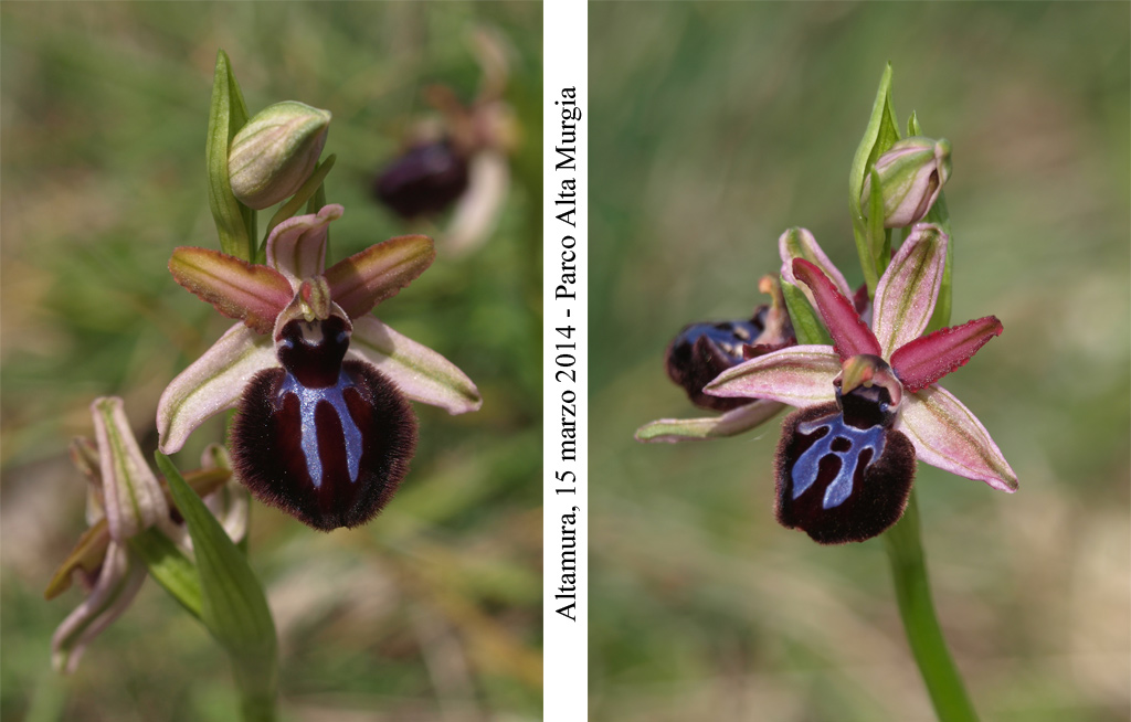 Ophrys-sipontensis---7.jpg