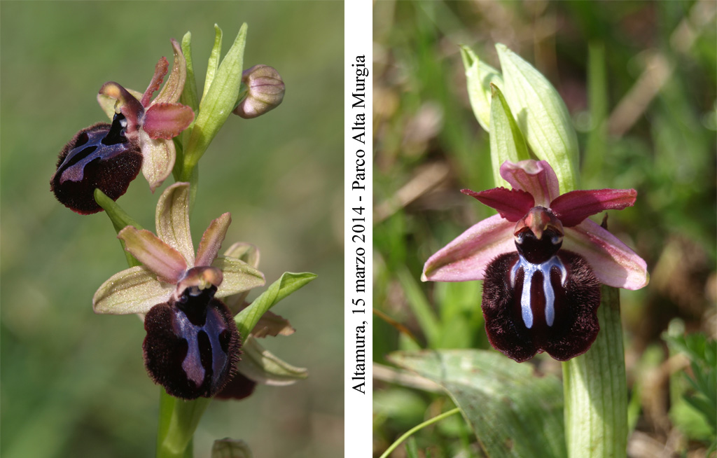 Ophrys-sipontensis---5.jpg