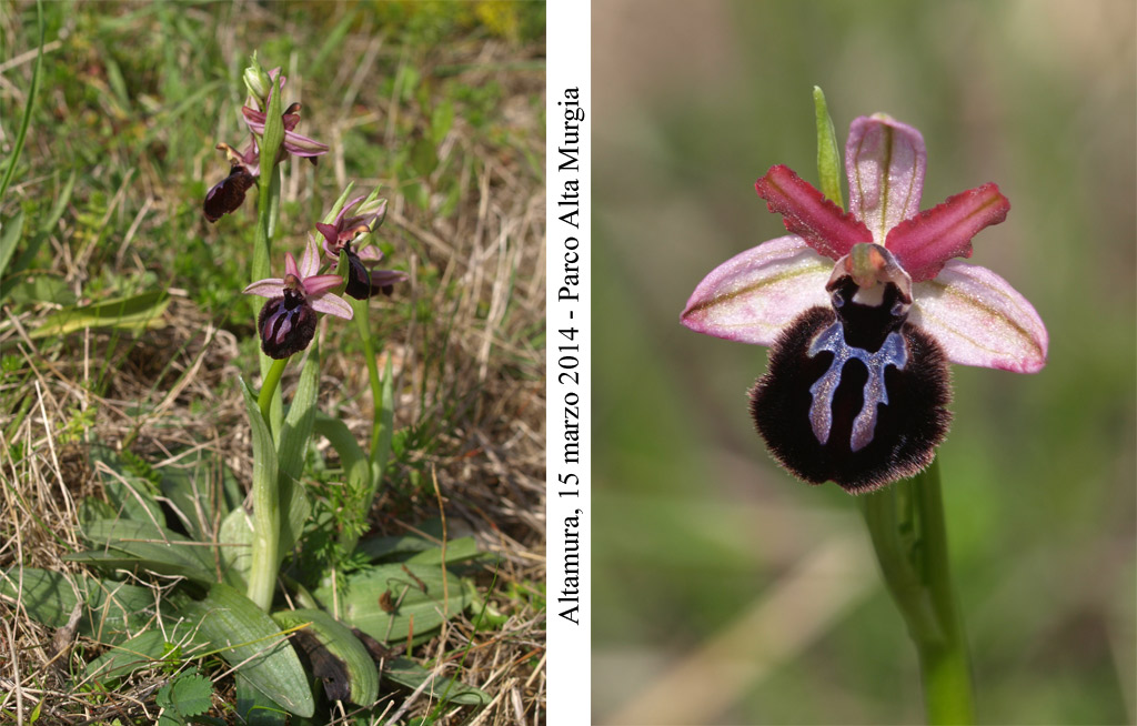 Ophrys-sipontensis---3.jpg