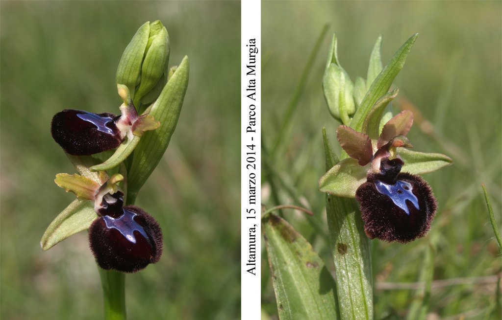 Ophrys-murgiana-4.jpg