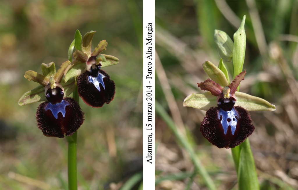 Ophrys-murgiana-3.jpg
