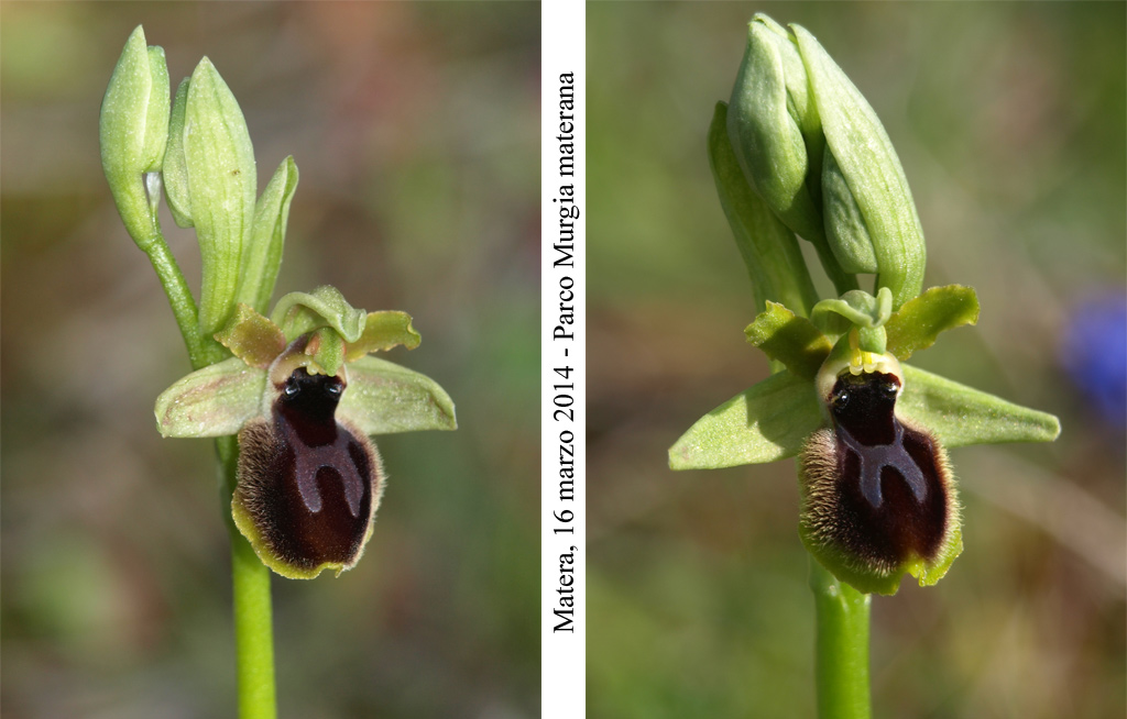 Ophrys-tarentina-3.jpg
