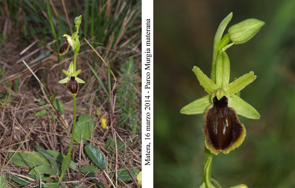 Ophrys-tarentina-1.jpg