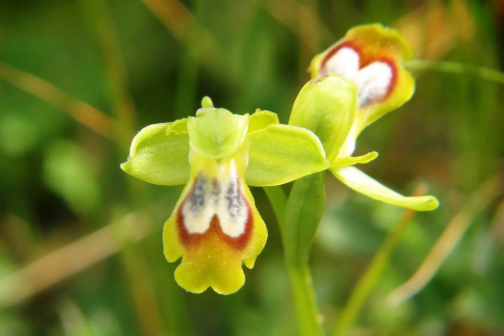 ophrys p.longa 020.jpg
