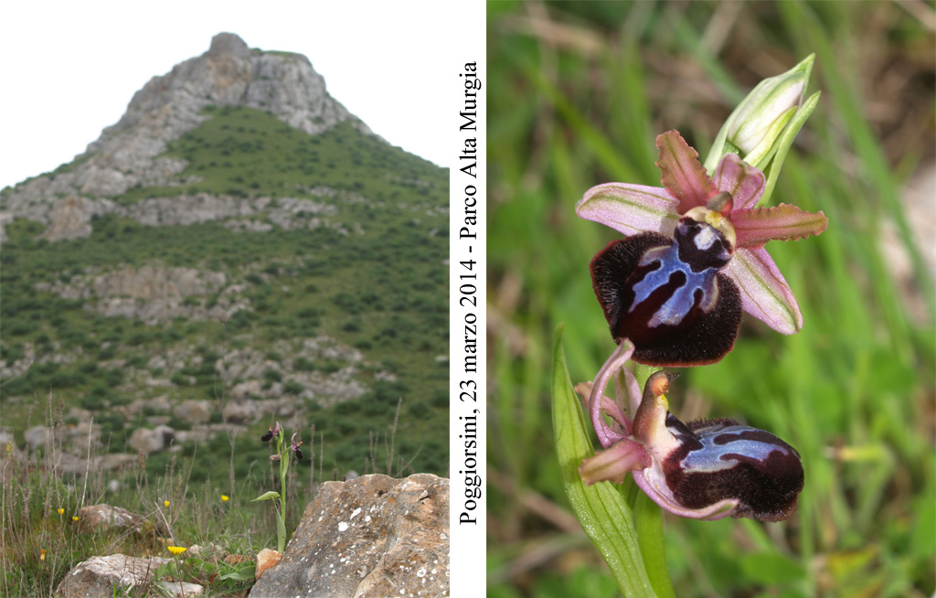 Ophrys-sipontensis---8.jpg