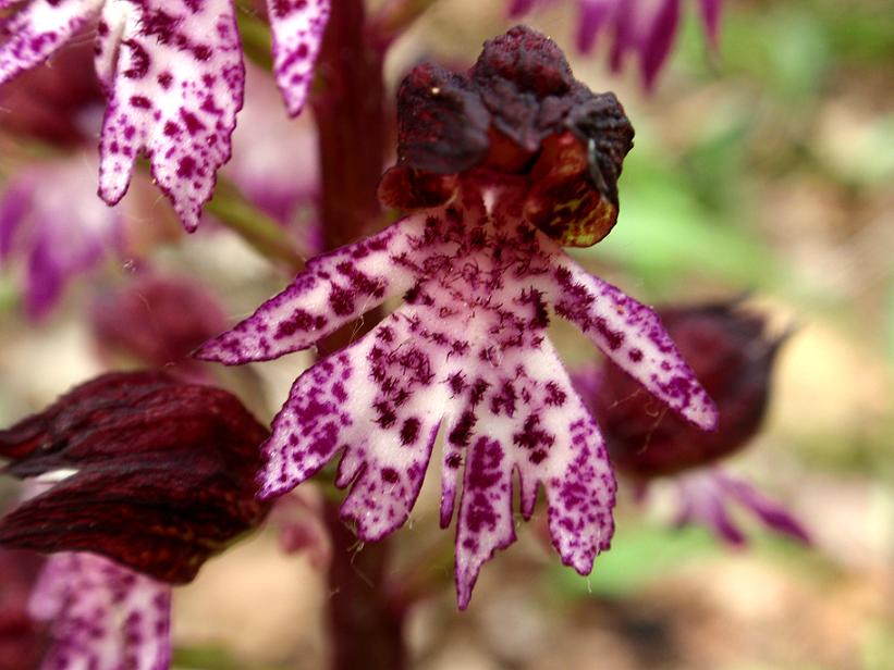 Orchis purpurea, Lobo mediano doppio.JPG