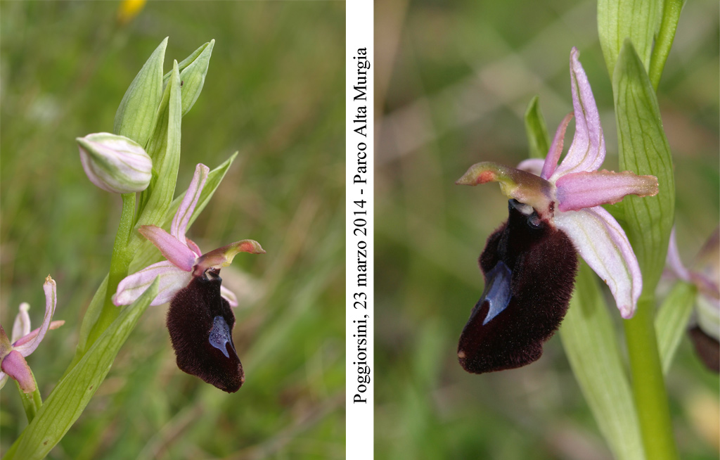 Ophrys-bertoloniiformis-1.jpg