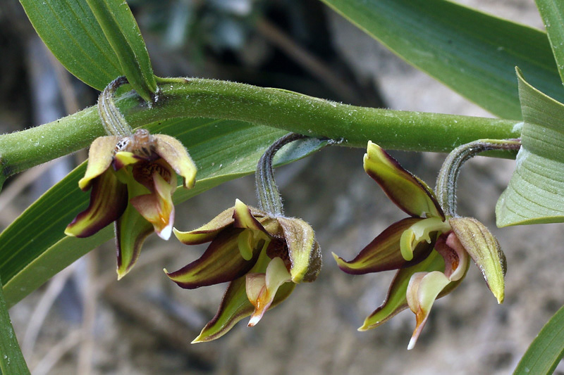 4m-epipactis-veratrifolia-XMG_7292.jpg