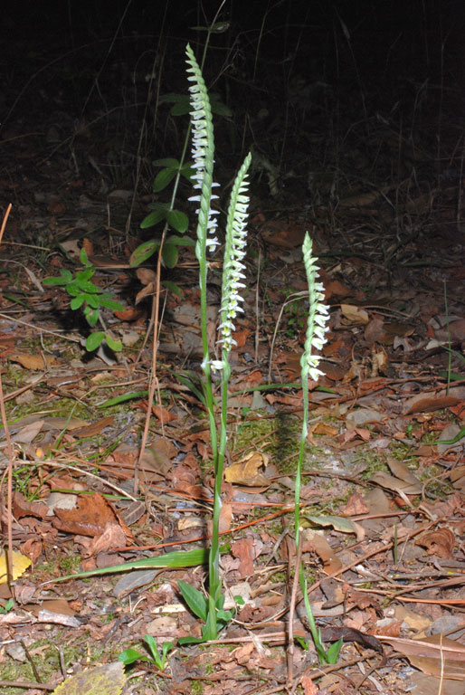 Spiranthes spiralis (1).jpg