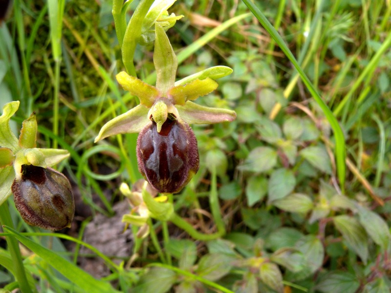 Ophryspeccioli5.jpg