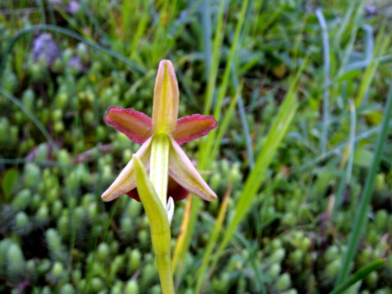 Ophryspeccioli7.jpg