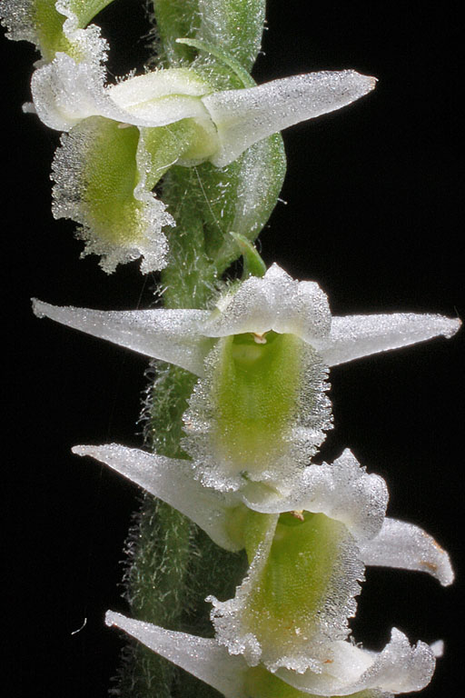 Spiranthes spiralis (2).jpg