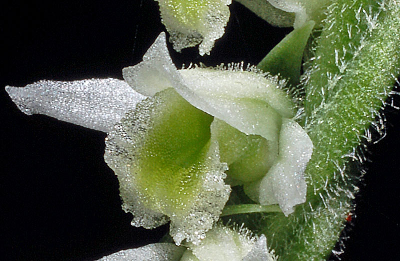 Spiranthes spiralis (3).jpg