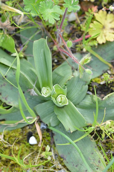 garganica.jpg