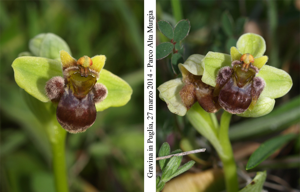 Ophrys-bombyliflora-1.jpg