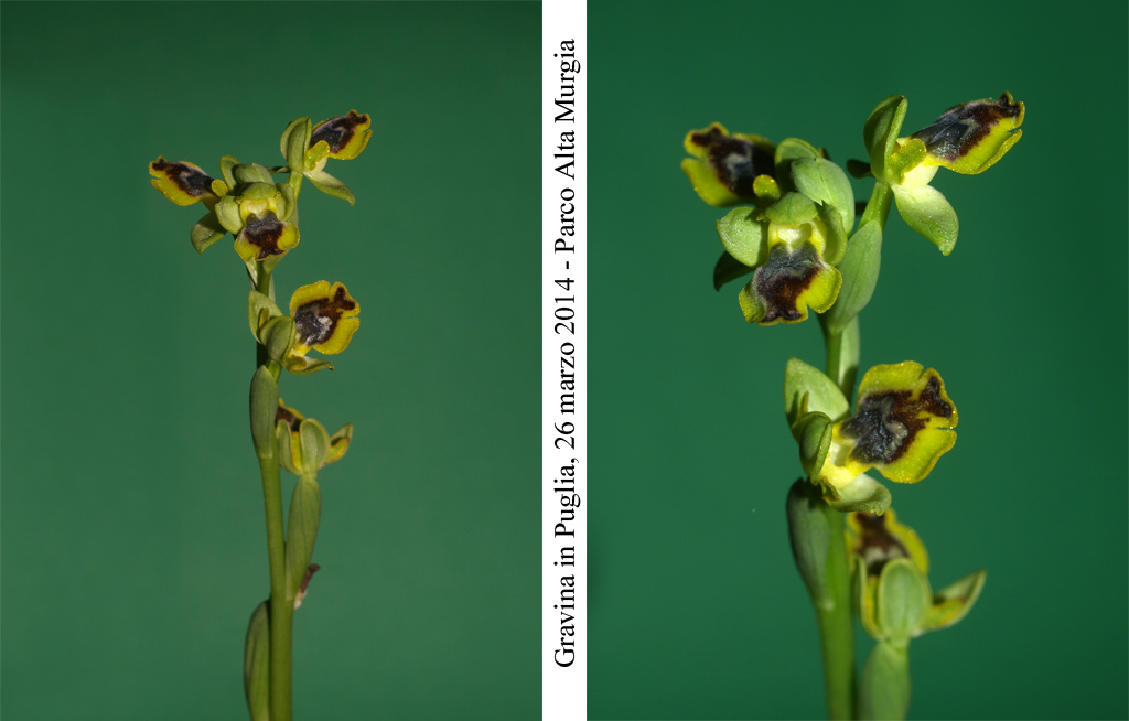 Ophrys-sicula-2.jpg