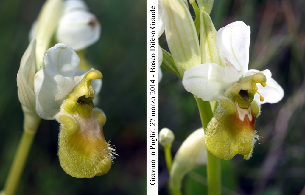 Ophrys-tenthredinifera 3.jpg