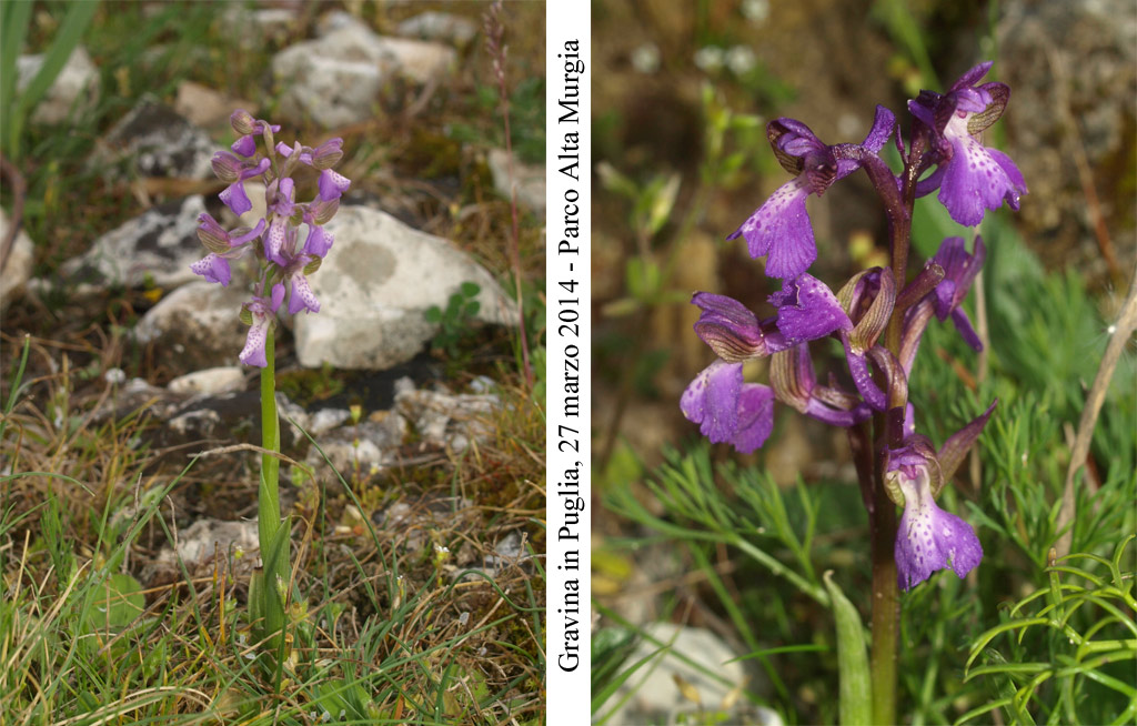 Anacamptis-morio-2.jpg