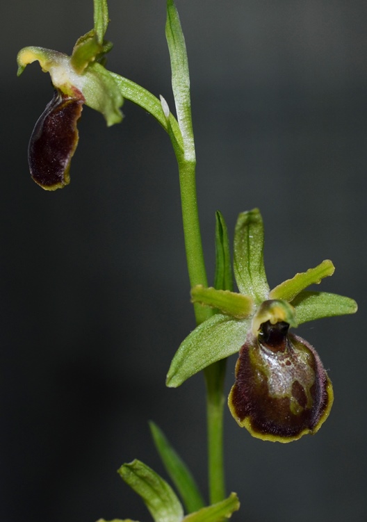 Ophrys sp_0002 - Copia.JPG