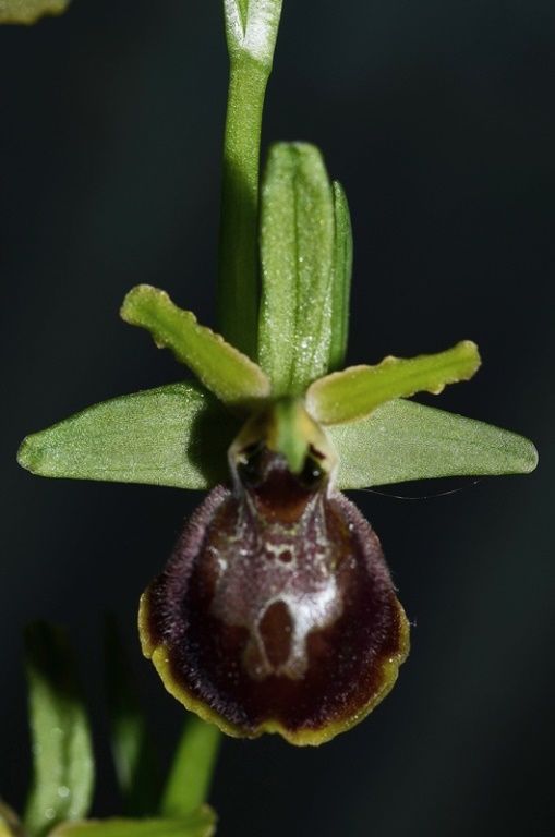 Ophrys sp_0006.JPG