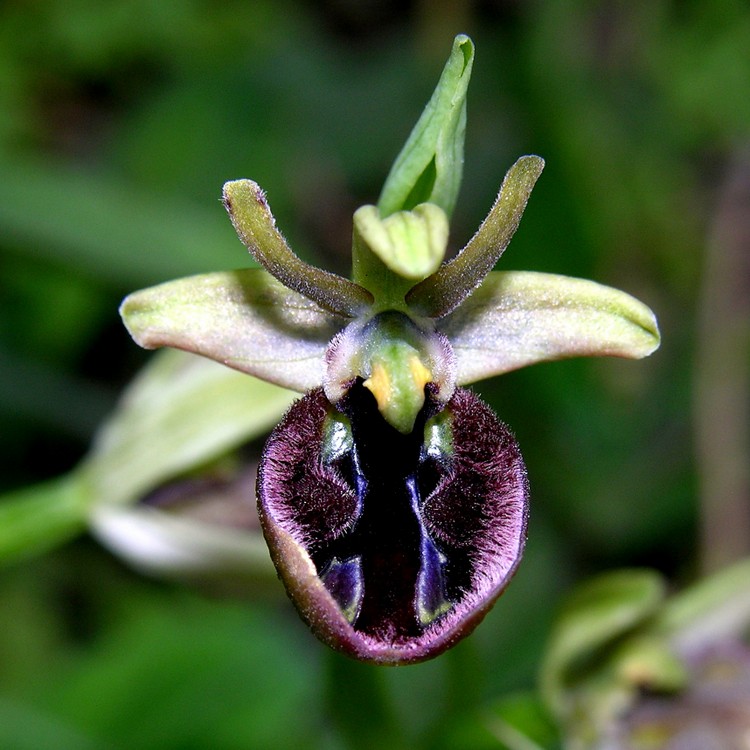 Lusus di Ophrys x pantalicensis.JPG