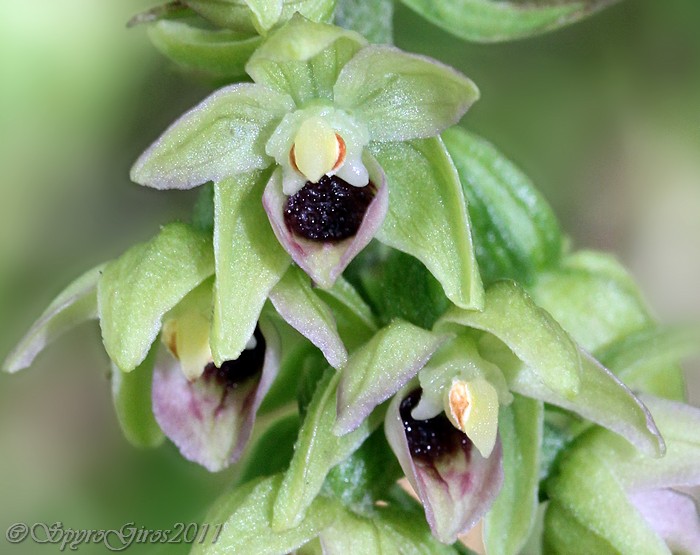 EPIPACTIS SP1.jpg