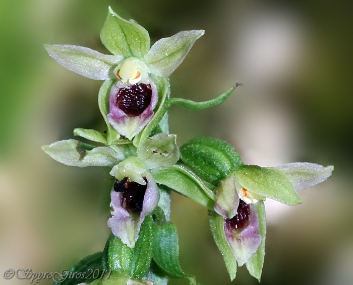 EPIPACTIS SP2B.jpg