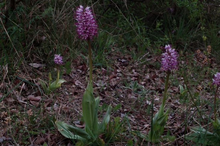 Orchis simia_7267 - Copia.JPG