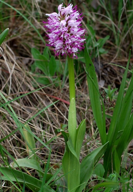 Orchis simia_7260 - Copia.JPG