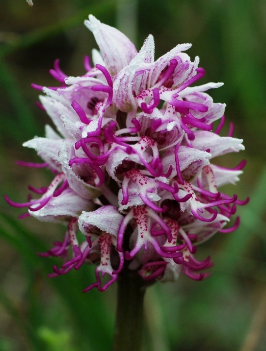 Orchis simia_7256 - Copia.JPG