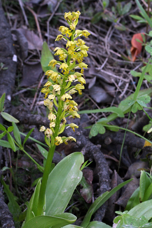 1m-orchis-punctulata.jpg