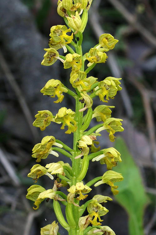 2m-orchis-punctulata.jpg