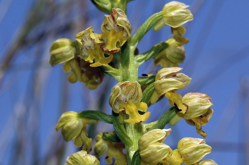 3m-orchis-punctulata.jpg