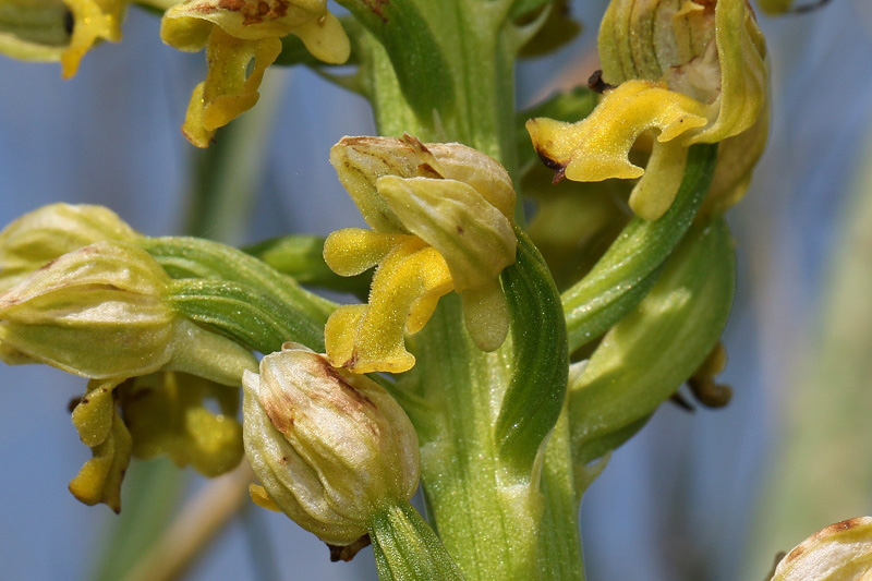 4m-orchis-punctulata.jpg