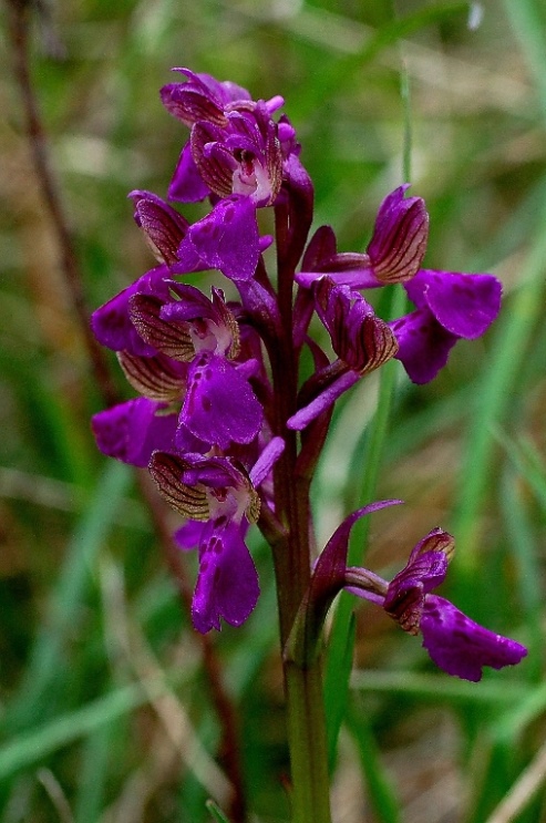 Anacamptis morio_7259 - Copia.JPG