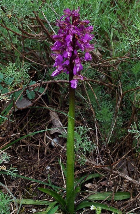 Anacamptis morio_7264.JPG