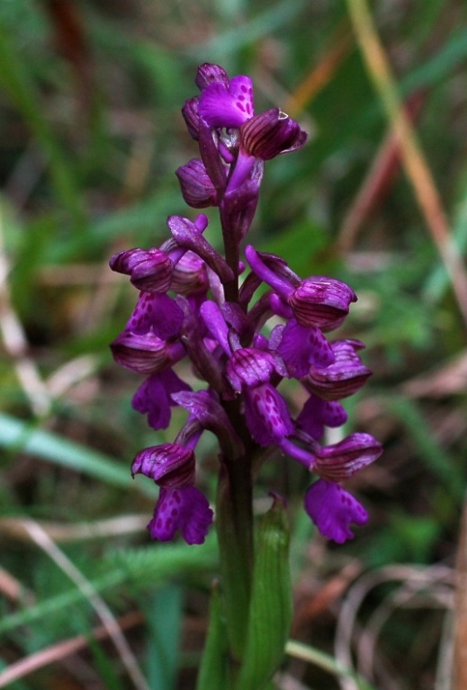 Anacamptis morio_7253 - Copia.JPG