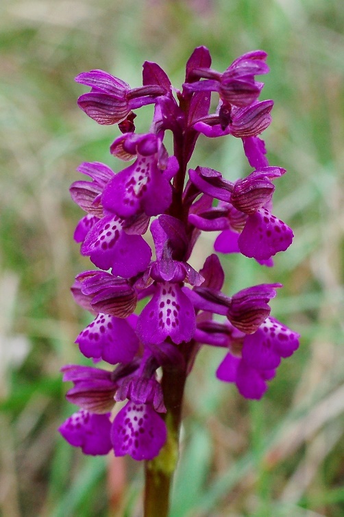 Anacamptis morio_7262 - Copia.JPG