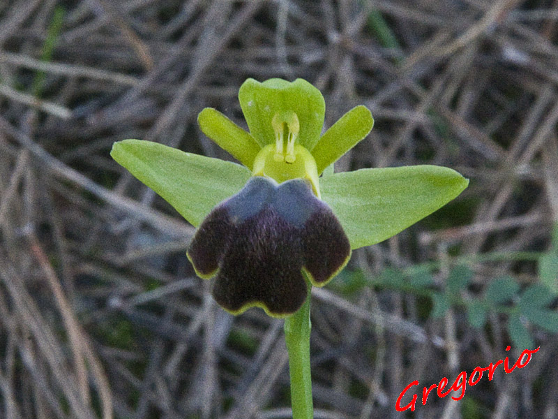 Ophrys lupercalis IMG_3439 copia.jpg