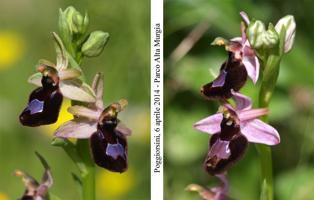 Ophrys-bertolonii-1.jpg