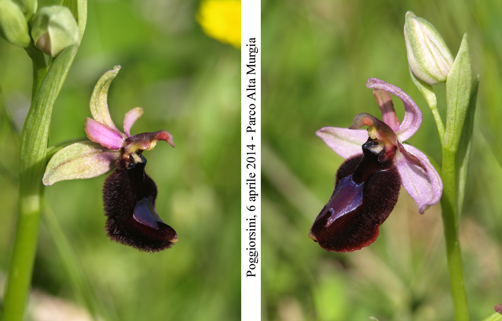 Ophrys-bertolonii-6.jpg